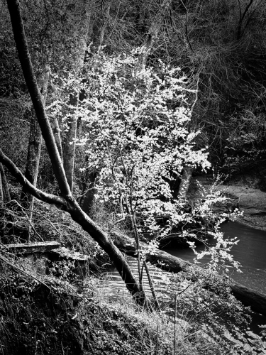 Blossoms washout 02 27 25lr (1) (1)