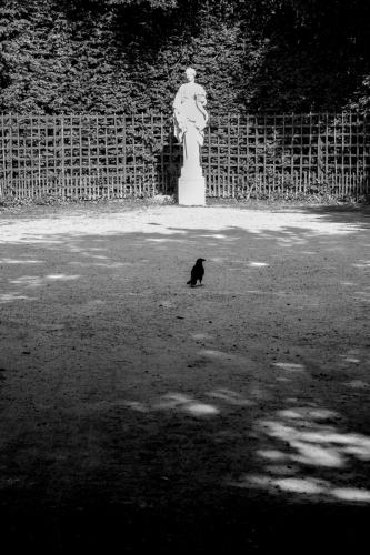 14. A crow in Versailles.11x14. $100 framed. $75 unframed.